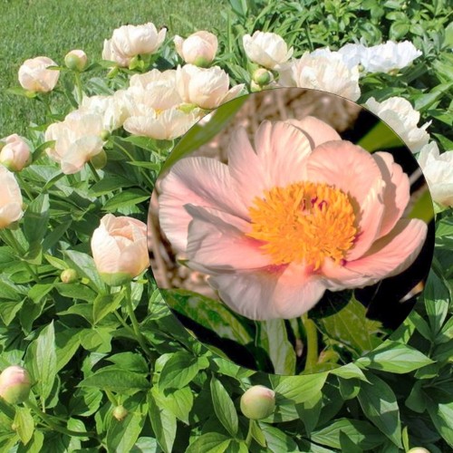 Paeonia 'Apricot Whisper' - Pojeng 'Apricot Whisper' C7/7L